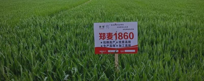 郑麦1860的产量表现,平均亩产量达到790公斤左右