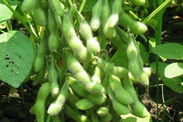 皖豆66大豆种子简介,高抗花叶病毒病3号株系