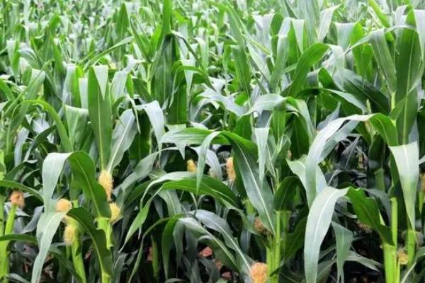 安育602玉米品种的特性,在适应区5月7日左右播种