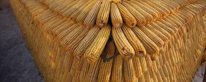 安育602玉米品种的特性，在适应区5月7日左右播种