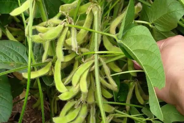 连池豆12号大豆种子特征特性,生育期间喷施叶面肥2~4次