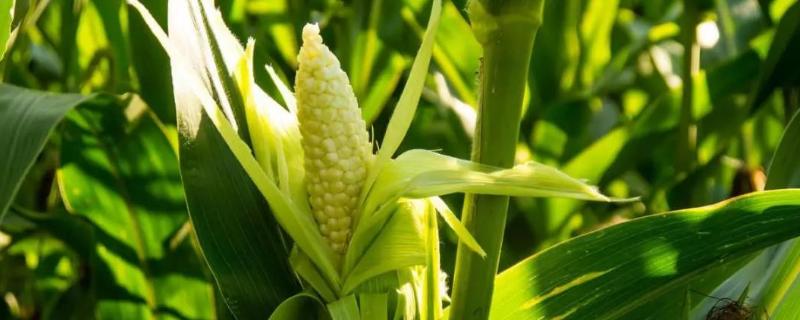 甘鑫298玉米品种简介，一般在4月中下旬播种