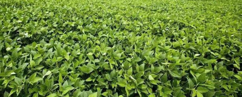 连池豆12号大豆种子特征特性，生育期间喷施叶面肥2～4次