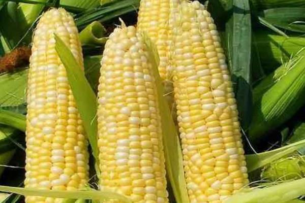 安育602玉米品种的特性,在适应区5月7日左右播种