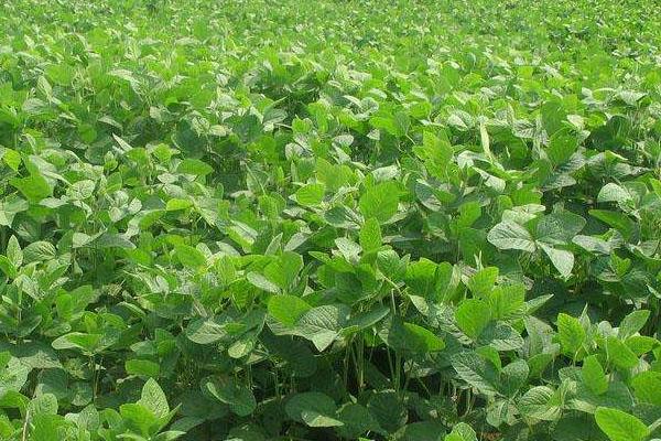 华豆40大豆种子简介，根据肥力一般亩保苗3-6万株