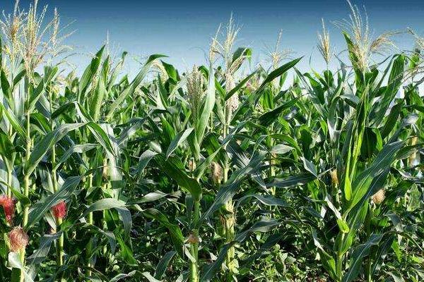 金彩甜糯968玉米品种的特性,注意与其他玉米品种隔离种植