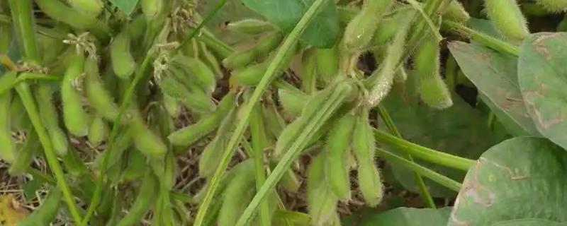 华豆40大豆种子简介，根据肥力一般亩保苗3-6万株