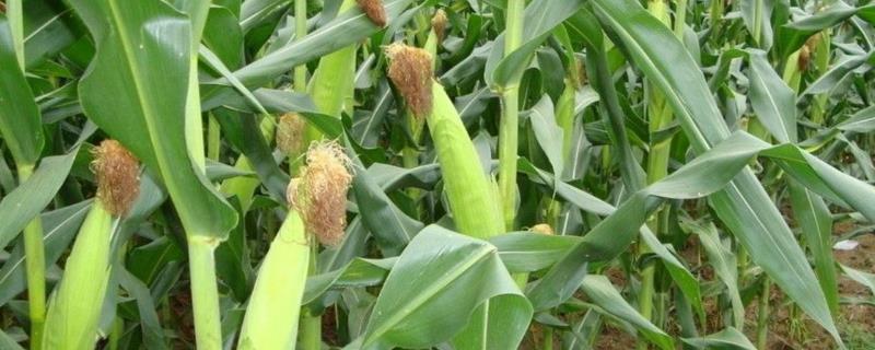 普育421玉米品种简介，在适应区5月1日左右播种