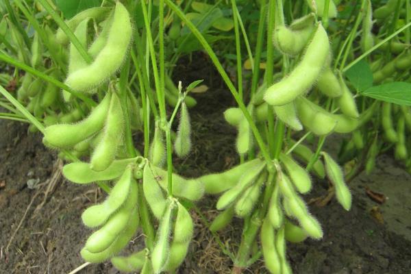 华豆40大豆种子简介，根据肥力一般亩保苗3-6万株