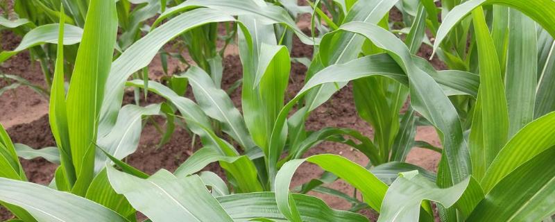 陇硕661玉米种子介绍，基肥应每亩施40公斤