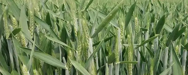 罗盘17小麦品种的特性，每亩适宜基本苗25-30万