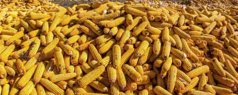 金种源T90玉米种子特征特性，中抗腐霉茎腐病