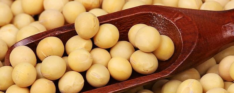 田豆2984大豆种子特点，中等肥力地块7万株/亩