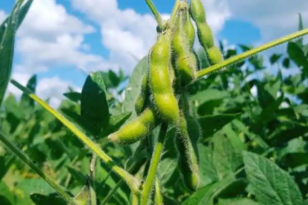 皖豆66大豆种子简介,高抗花叶病毒病3号株系