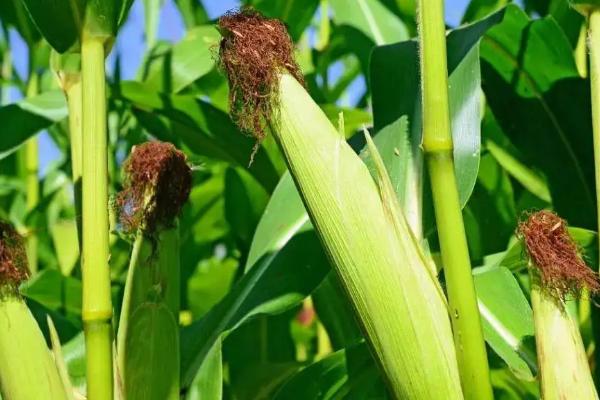 承禾2177玉米种子简介,适宜播种期4月下旬至5月上旬