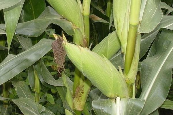 A2215玉米品种简介，注意防治大斑病