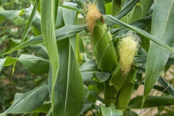 承禾2177玉米种子简介,适宜播种期4月下旬至5月上旬