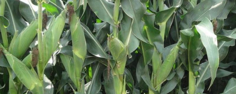 A2215玉米品种简介，注意防治大斑病