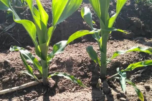 A2215玉米品种简介，注意防治大斑病