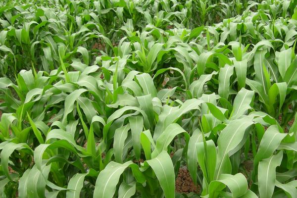 S2366玉米品种的特性,种植密度不宜过大
