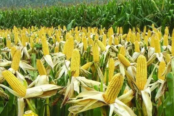 龙育890玉米种子特征特性,普通玉米品种