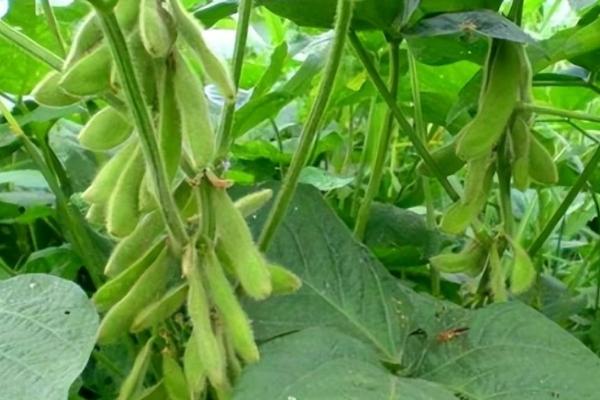 北源22大豆品种的特性,该品种为亚有限结荚习性