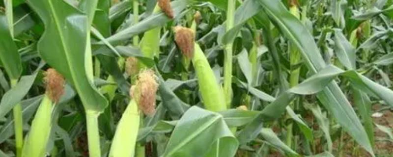 S2366玉米品种的特性，种植密度不宜过大