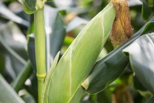 S2366玉米品种的特性,种植密度不宜过大