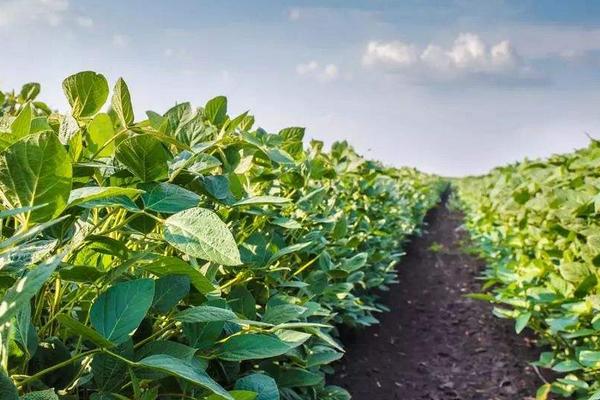 北源22大豆品种的特性,该品种为亚有限结荚习性