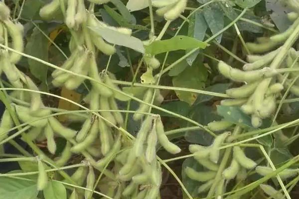 垦豆98大豆种子特征特性,生育期间喷施叶面肥2~3次