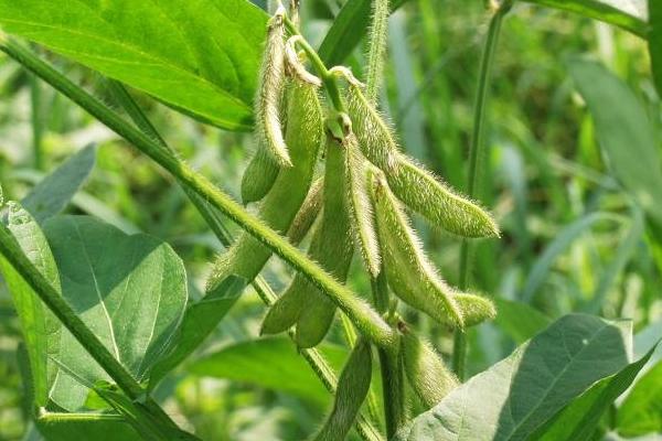垦豆98大豆种子特征特性,生育期间喷施叶面肥2~3次