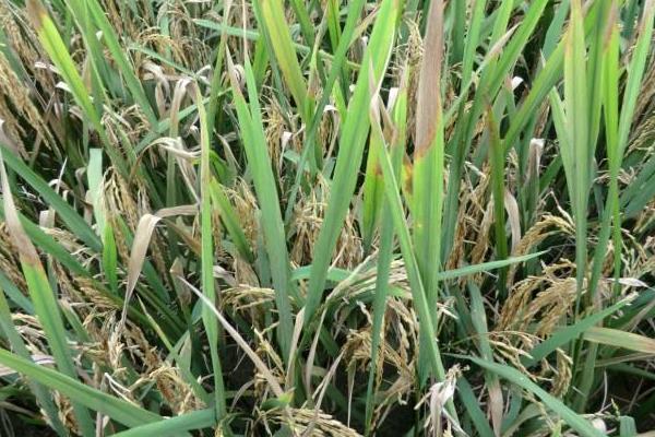 特优6号水稻品种简介，每亩有效穗数15.8万穗