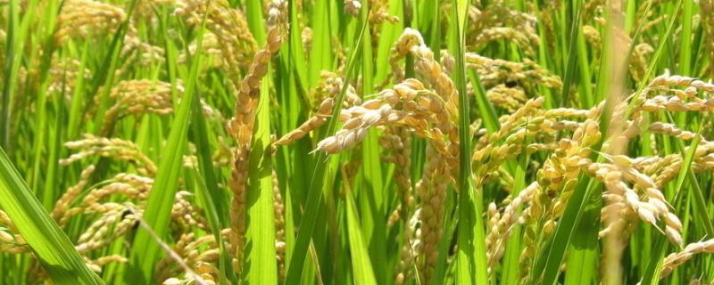 特优6号水稻品种简介，每亩有效穗数15.8万穗