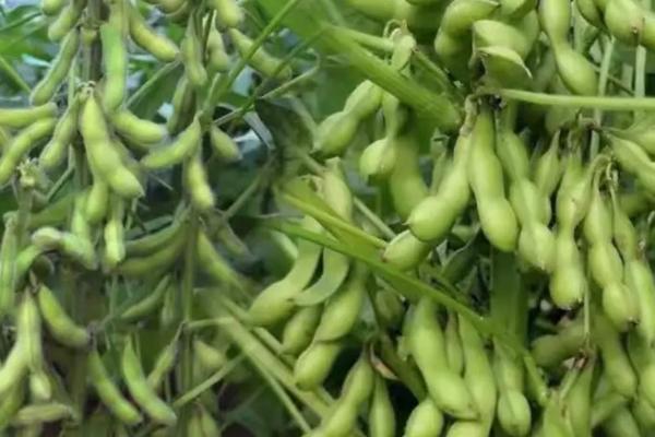 浙鲜35大豆种子简介,密度1.6-1.8万株/亩