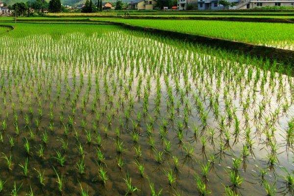 陵康两优599水稻种子特点，全生育期108.8天