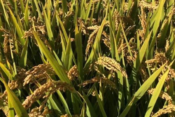 特优6号水稻品种简介，每亩有效穗数15.8万穗