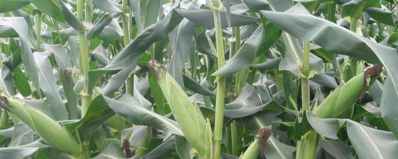 亚盛雪甜玉米种子特点，种植密度每亩3500株