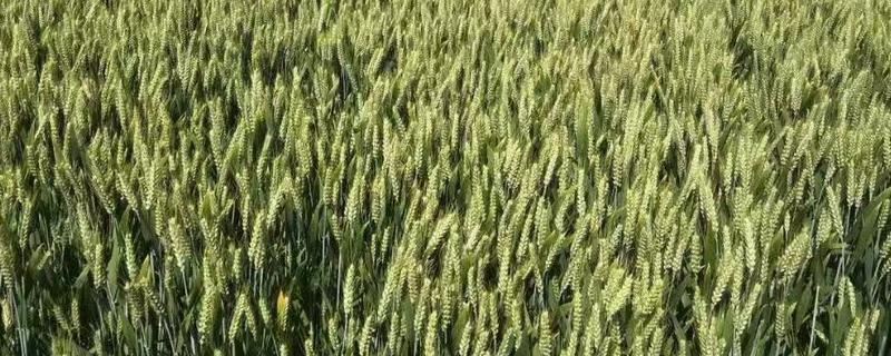 石麦37小麦品种的特性，适宜播期为10月10~15日