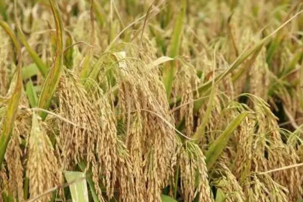 特优6号水稻品种简介，每亩有效穗数15.8万穗