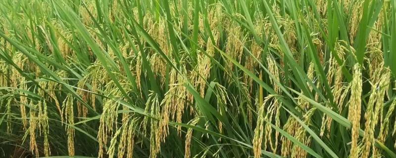越两优2029水稻种子介绍，该品种株高中等