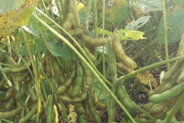 浙鲜35大豆种子简介,密度1.6-1.8万株/亩