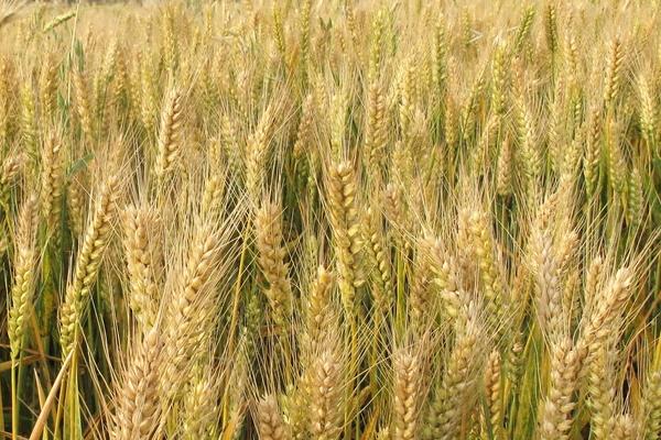 石麦37小麦品种的特性，适宜播期为10月10~15日