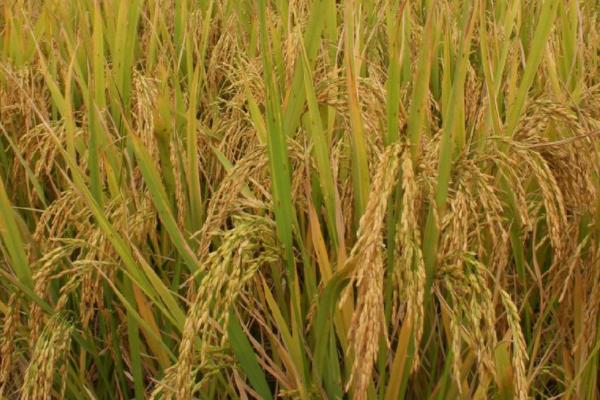 香禾优336水稻品种的特性,每亩插足基本苗6万以上