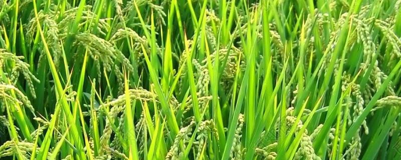 之两优10号水稻品种的特性，全生育期129.7天