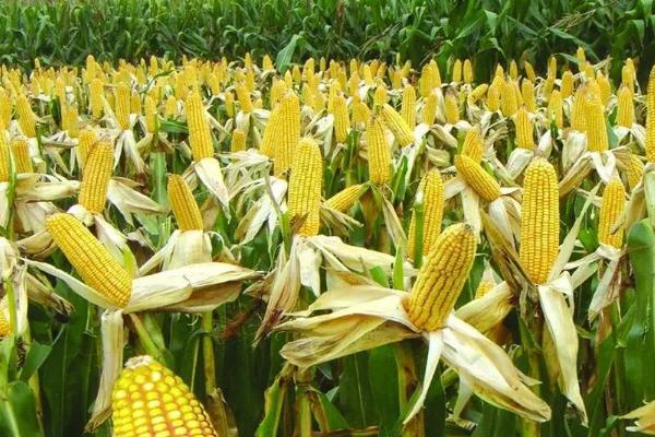 丰海168玉米种子特征特性,注意防治大斑病