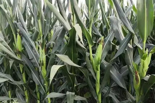 万佳福529玉米品种的特性，中抗南方锈病