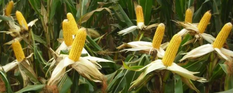 香雪甜糯2023玉米种子特征特性，中抗小斑病