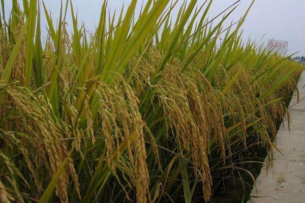 香禾优336水稻品种的特性,每亩插足基本苗6万以上