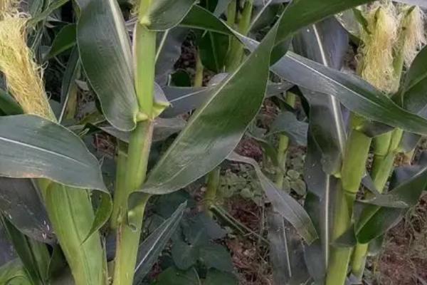 p114玉米种子特征特性,适宜播种期4月下旬至5月上旬