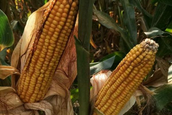 香雪甜糯2023玉米种子特征特性，中抗小斑病